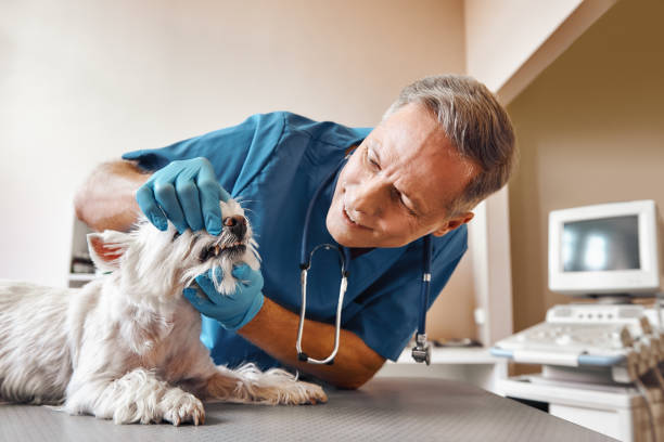 Best 24-Hour Emergency Dentist in Prince Frederick, MD